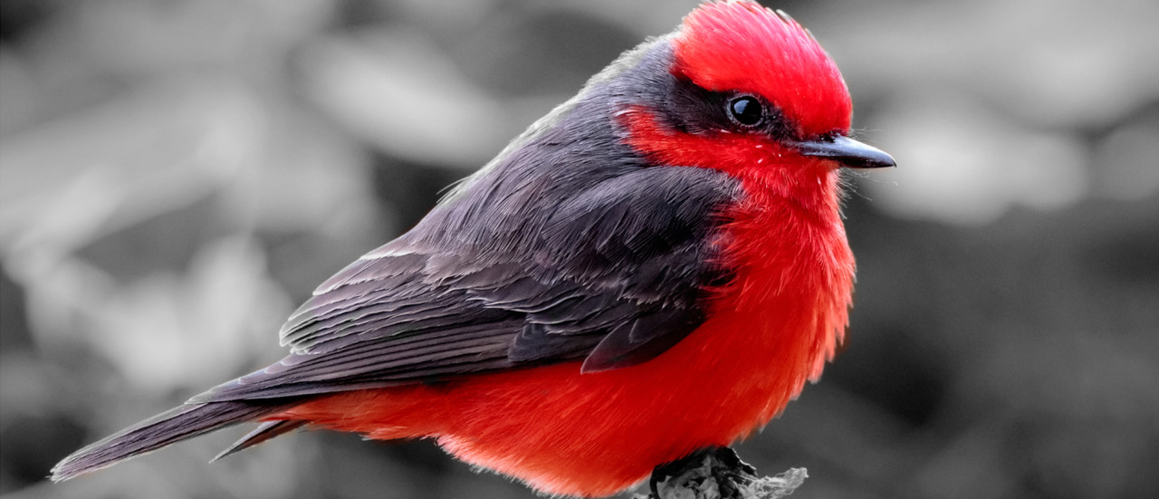 pajaro brujo
